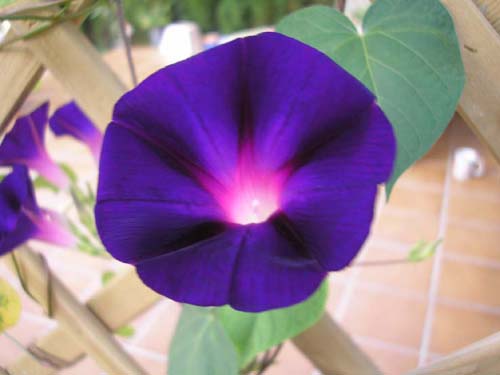 Morning Glory Flower Picture